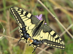 SX27260 Swallowtail (Papilio machaon) butterfly.jpg